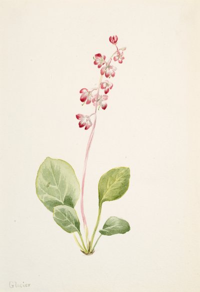 Showy Pyrolla by Mary Vaux Walcott