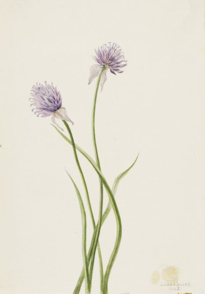 Siberian Onion Allium sibericum, 1903 by Mary Vaux Walcott
