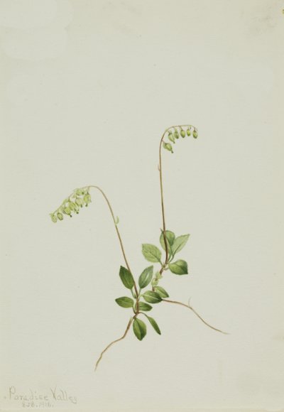 Sidebells Pyrola by Mary Vaux Walcott