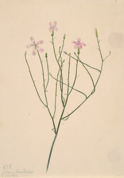 Skeleton Flower Lygodesmia juncea, 1923 by Mary Vaux Walcott