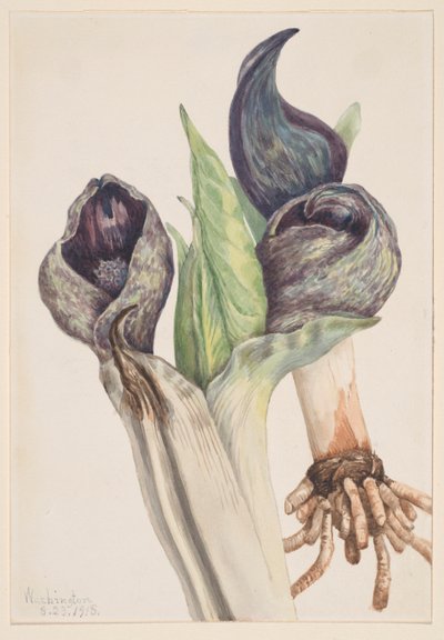 Skunk Cabbage by Mary Vaux Walcott