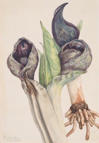 Skunk Cabbage Spathyema Foetida by Mary Vaux Walcott