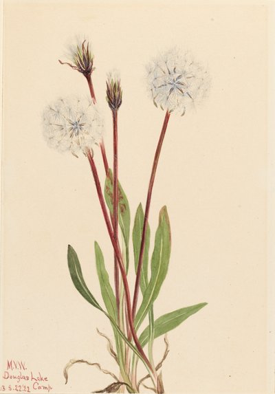Slender Agoseris by Mary Vaux Walcott