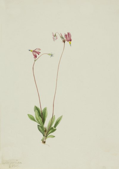 Slender Shootingstar Dodecatheon Pauciflorum by Mary Vaux Walcott