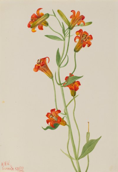 Small Tiger Lily Lilium parvum, 1933 by Mary Vaux Walcott