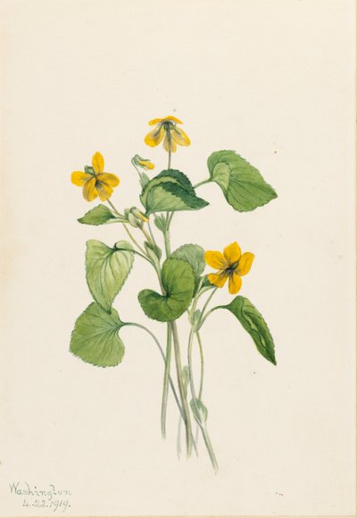 Smooth Yellow Violet by Mary Vaux Walcott
