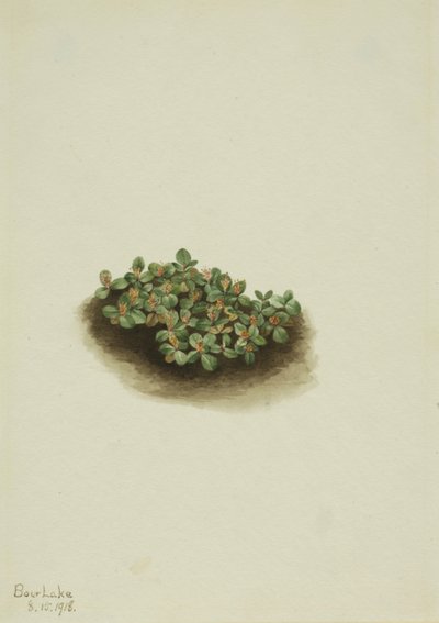 Snow Willow Salix nivalis by Mary Vaux Walcott