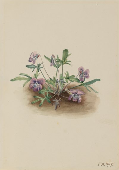 Southern Coast Violet Viola septemloba by Mary Vaux Walcott