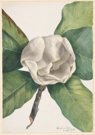 Southern Magnolia (Magnolia grandiflora) by Mary Vaux Walcott