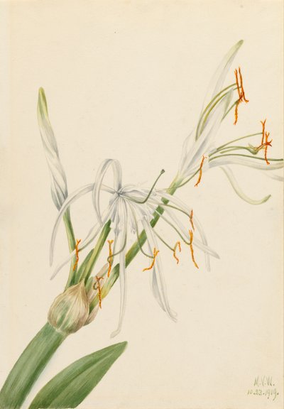 Spider Lily by Mary Vaux Walcott