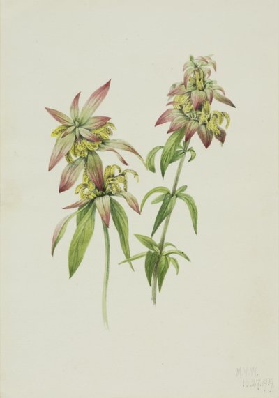 Spotted Bee Balm Monarda punctata, 1919 by Mary Vaux Walcott
