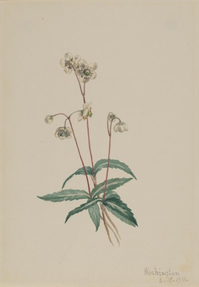 Spotted Pipsissewa by Mary Vaux Walcott