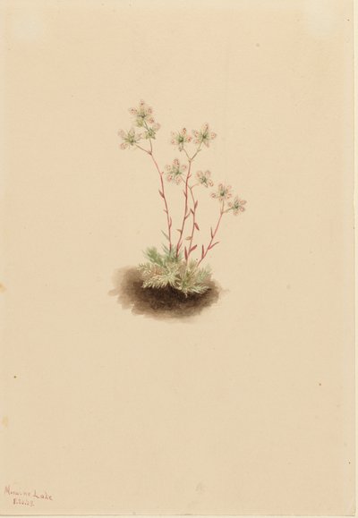 Spotted Saxifrage Saxifraga Bronchialis by Mary Vaux Walcott