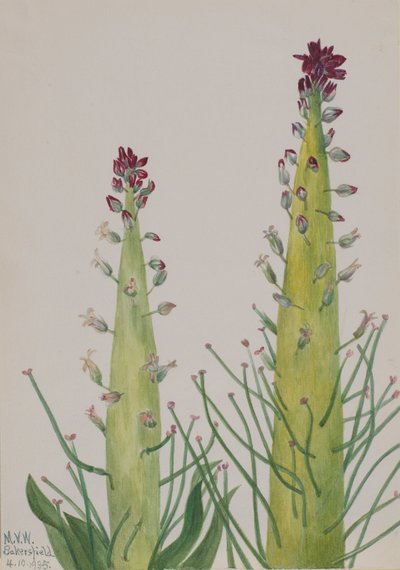 Squaw-Cabbage Caulanthus inflatus, 1935 by Mary Vaux Walcott
