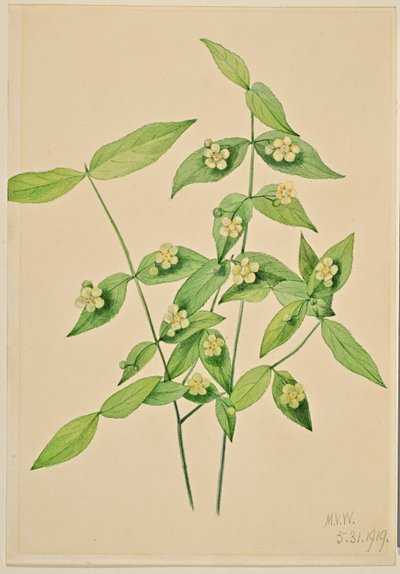Strawberry Bush (Euonymus americanus) by Mary Vaux Walcott