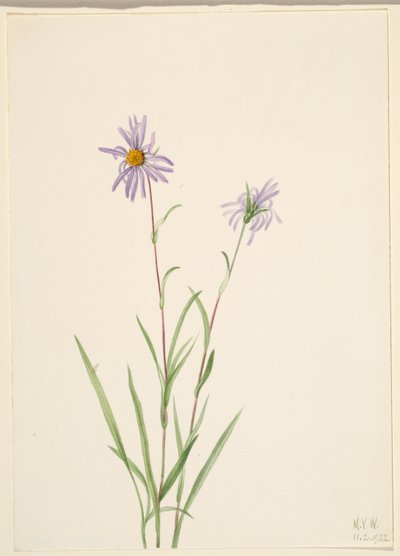 Swamp Aster by Mary Vaux Walcott