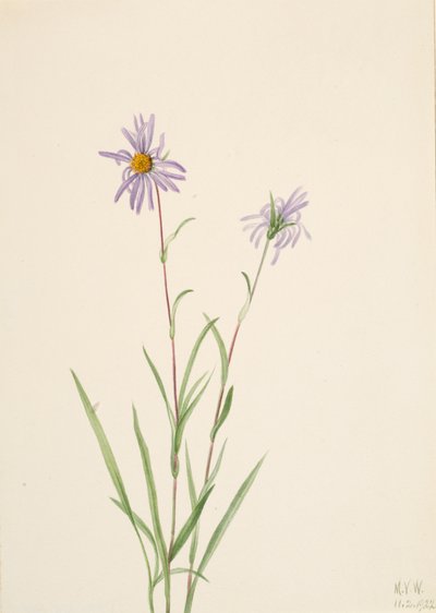 Swamp Aster, 1922 by Mary Vaux Walcott