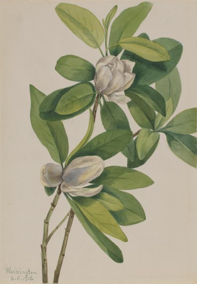 Swamp Magnolia, 1918 by Mary Vaux Walcott