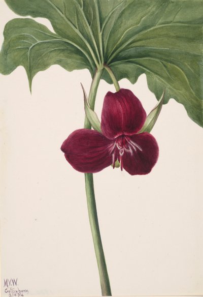 Sweet Trillium, 1934 by Mary Vaux Walcott