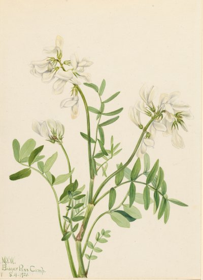 Sweetvetch Hedysarum Mackenzii by Mary Vaux Walcott