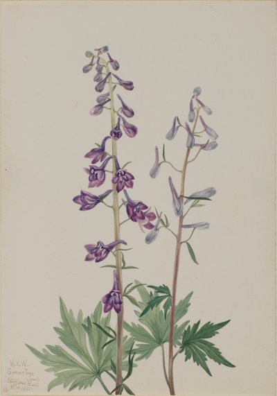 Tall Larkspur Delphinium elongatum by Mary Vaux Walcott