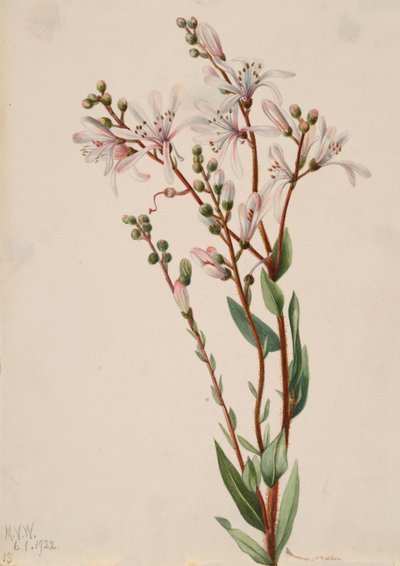 Tarflower Befaria Racemosa by Mary Vaux Walcott