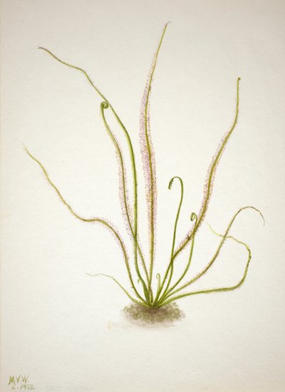 Thread Leaf Sundew Drosera rotundifolia by Mary Vaux Walcott
