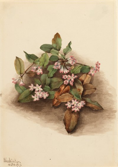Trailing Arbutus Epigaea repens, 1917 by Mary Vaux Walcott