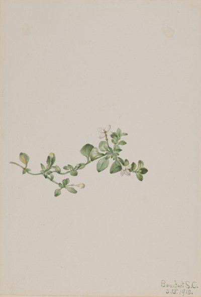 Trailing Houstonia, 1918 by Mary Vaux Walcott