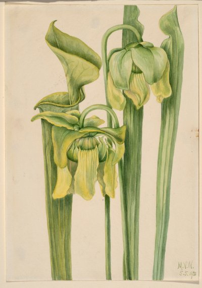 Trumpetleaf by Mary Vaux Walcott