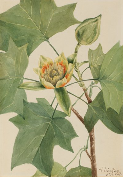 Tuliptree Liriodendron Tulipifera by Mary Vaux Walcott