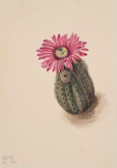 Turkeyhead Cactus Echinocerus perbellus by Mary Vaux Walcott