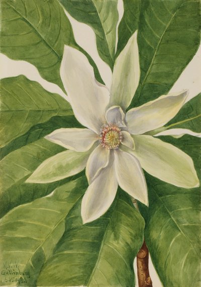 Umbrella Tree Magnolia Tripetala by Mary Vaux Walcott