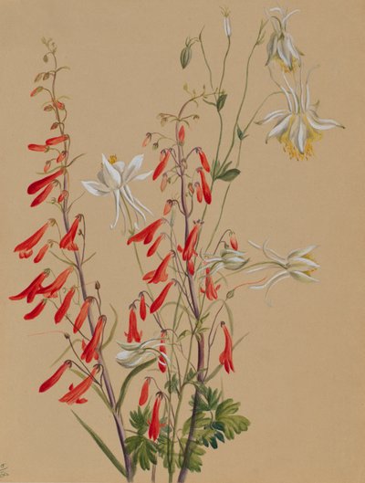 Untitled--Flower Study by Mary Vaux Walcott