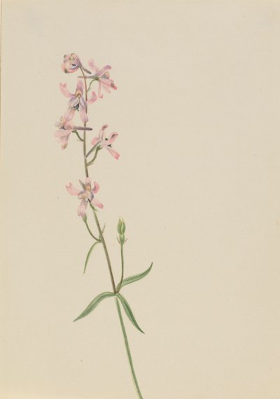 Untitled (Flower Study) by Mary Vaux Walcott