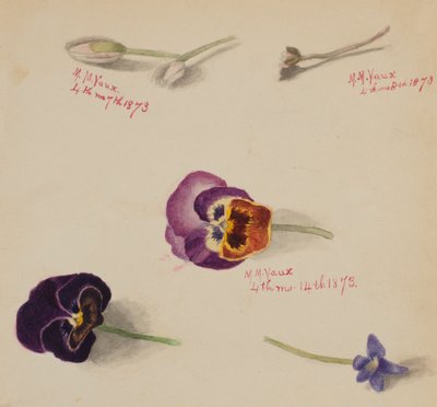 Untitled--Flower Study, 1873 by Mary Vaux Walcott