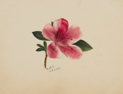 Untitled--Flower Study, 1876 by Mary Vaux Walcott