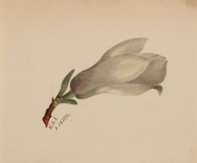 Untitled--Flower Study by Mary Vaux Walcott