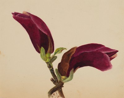 Untitled--Flower Study by Mary Vaux Walcott