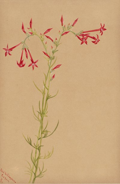 Untitled--Flower Study by Mary Vaux Walcott