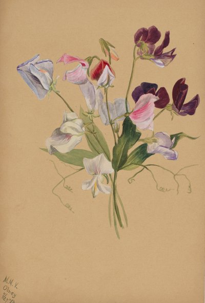 Untitled--Flower Study by Mary Vaux Walcott