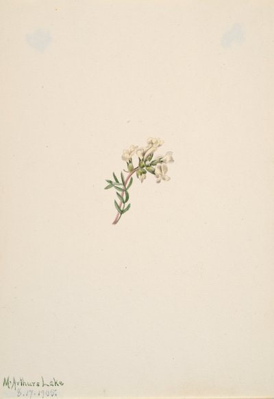 Untitled--Flower Study, 1905 by Mary Vaux Walcott