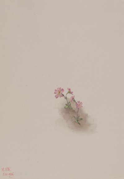 Untitled--Flower Study, 1936 by Mary Vaux Walcott