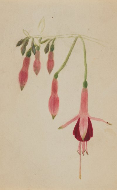 Untitled--Flower Study by Mary Vaux Walcott