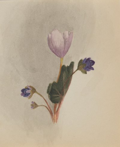 Untitled--Flower Study by Mary Vaux Walcott