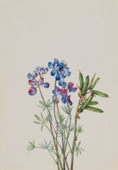 Untitled--Flower Study by Mary Vaux Walcott