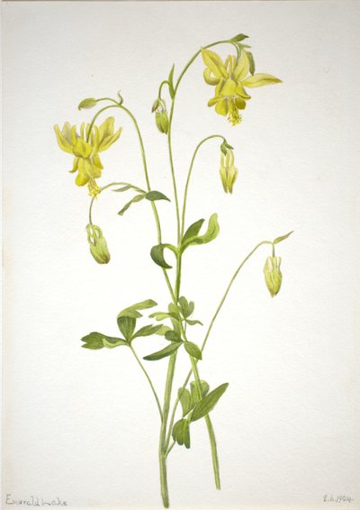 (Untitled) by Mary Vaux Walcott