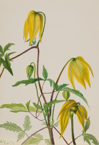 Untitled - Plant Study by Mary Vaux Walcott