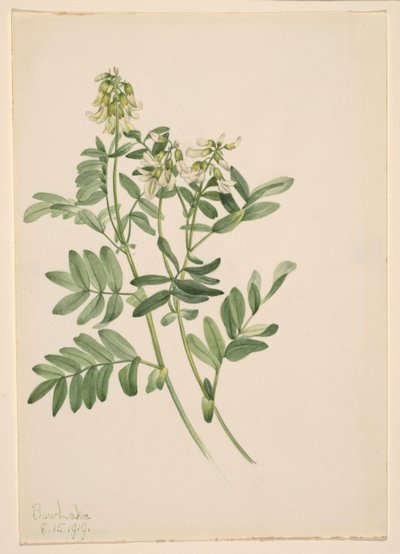 Plant Study by Mary Vaux Walcott