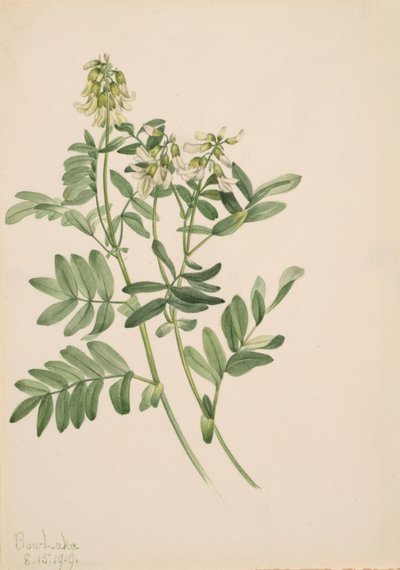 Untitled--Plant Study by Mary Vaux Walcott